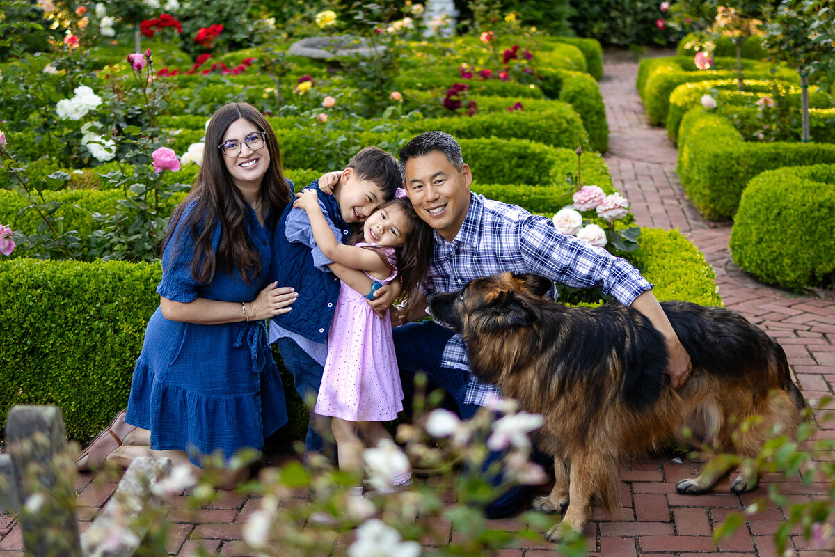 Family of four with their dog in a blooming rose garden, surrounded by lush hedges – lifestyle family photography by Ellobelle Photography, San Francisco Peninsula kohl mansion Burlingame
