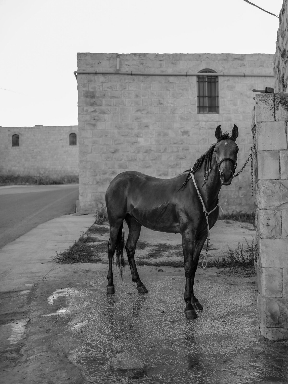 CanaanPalestine_19June23-94