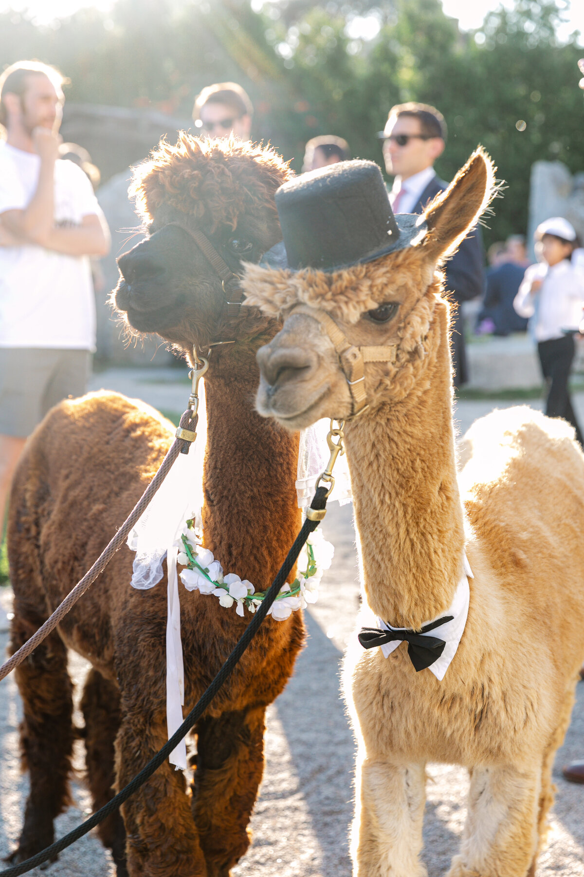 23_Arletta_Weddings_Carly_Ben_1057