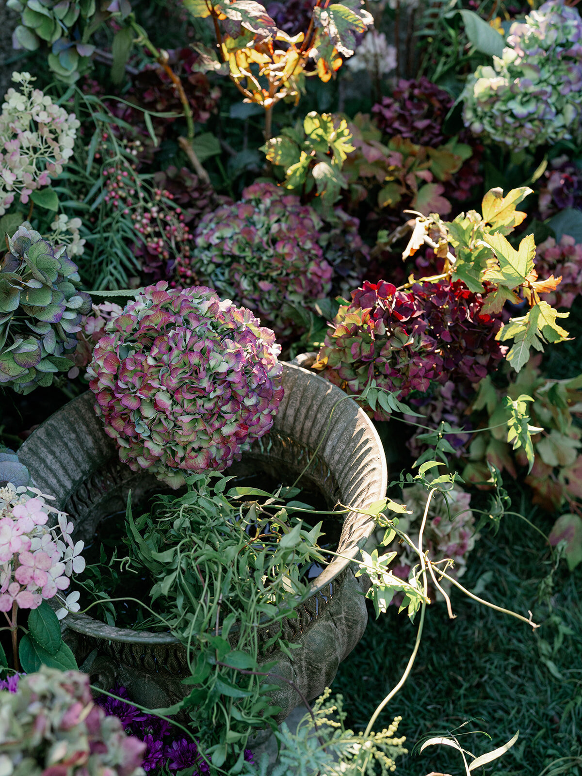 Filoli Editorial-Liz Andolina Photography-0015