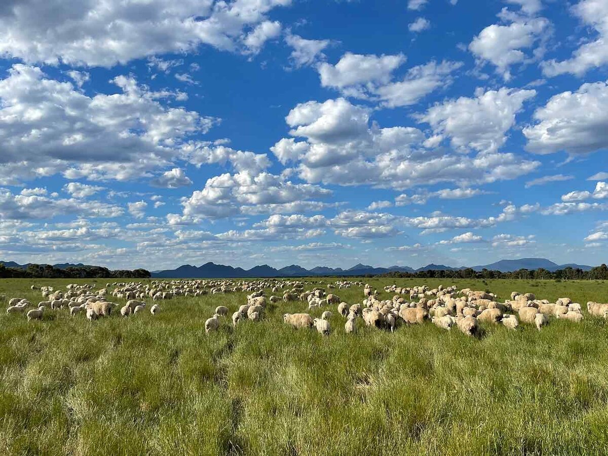 Mount Abrupt Farm lambs