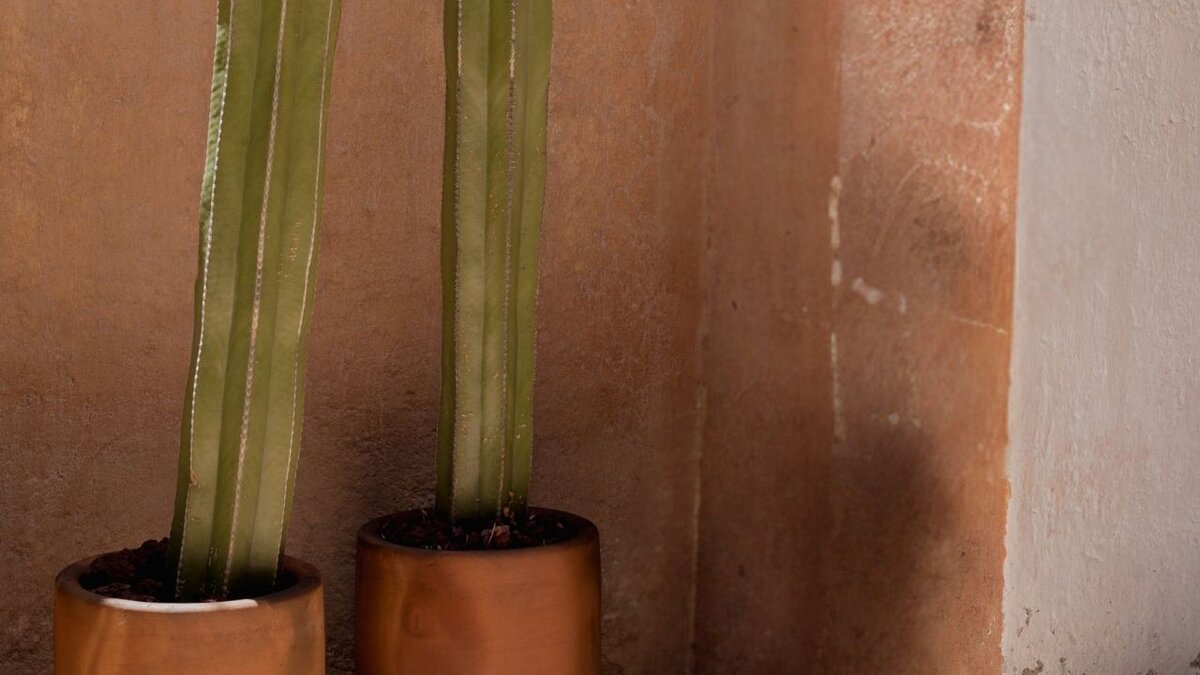 Tall cactus against a terracotta wall, adding a grounding, earthy feel to The Light Within brand