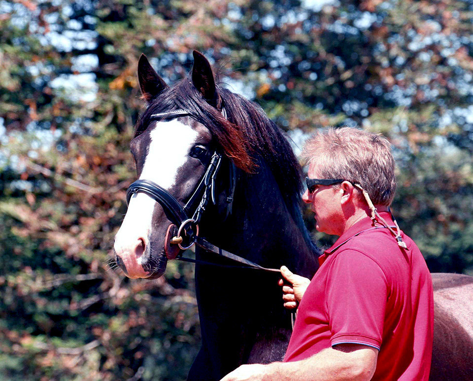 Champion Connemara Stallion