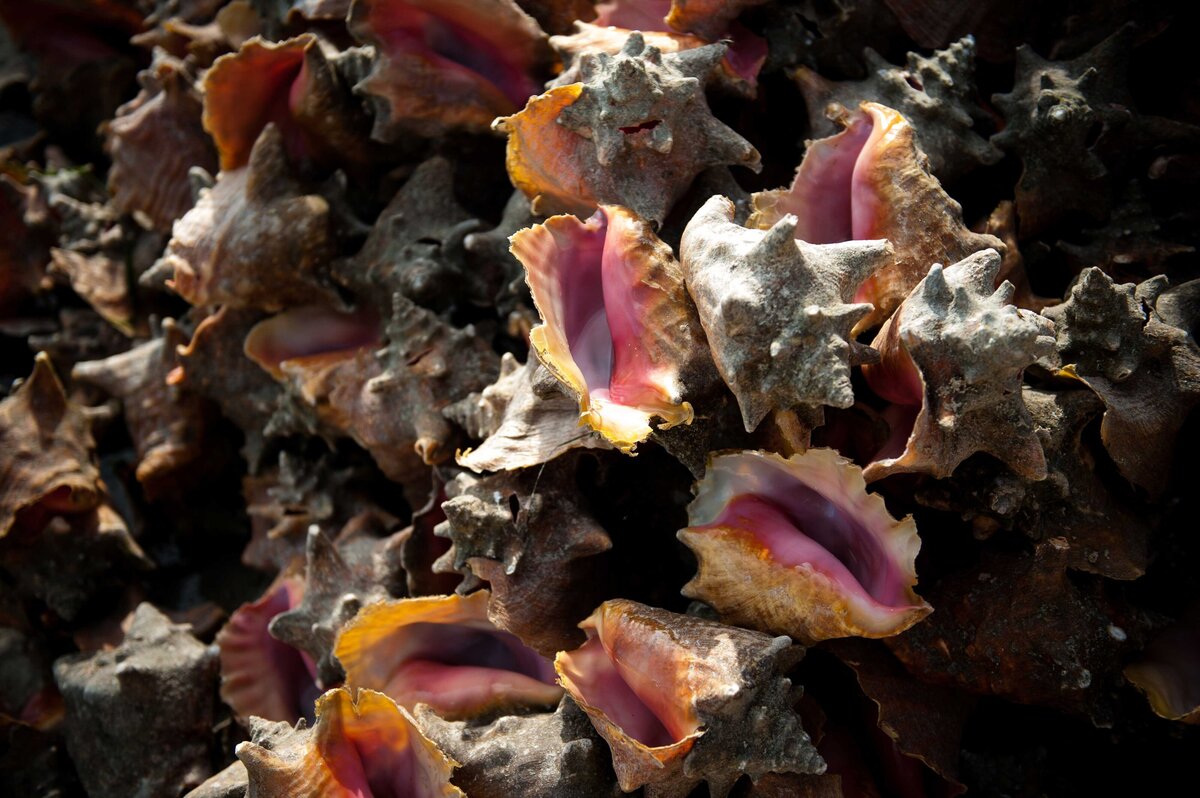 A pile of conch shells on Harbour Island. Conch is a main dish in the Bahamas.
