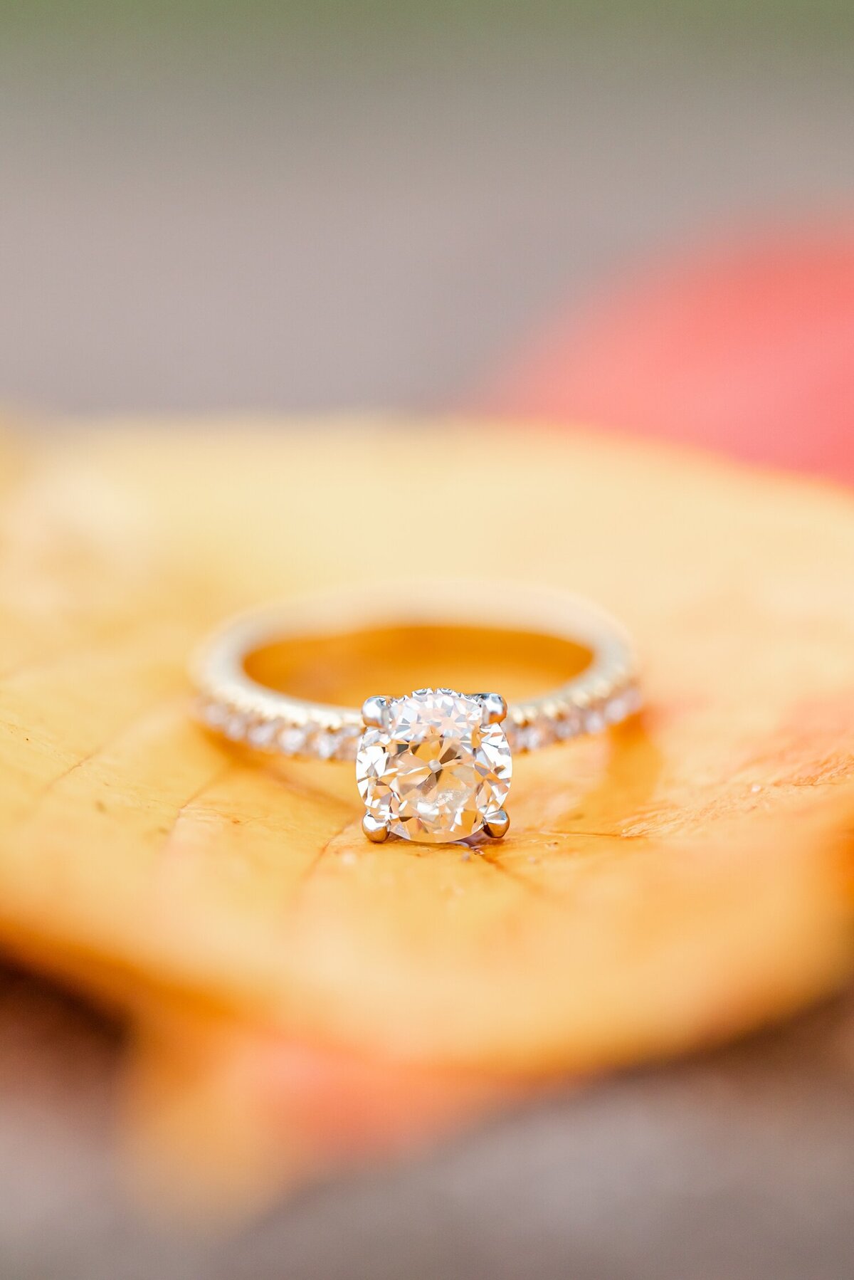 Pittsburgh-Mellon-Park-Fall-Engagement_0029