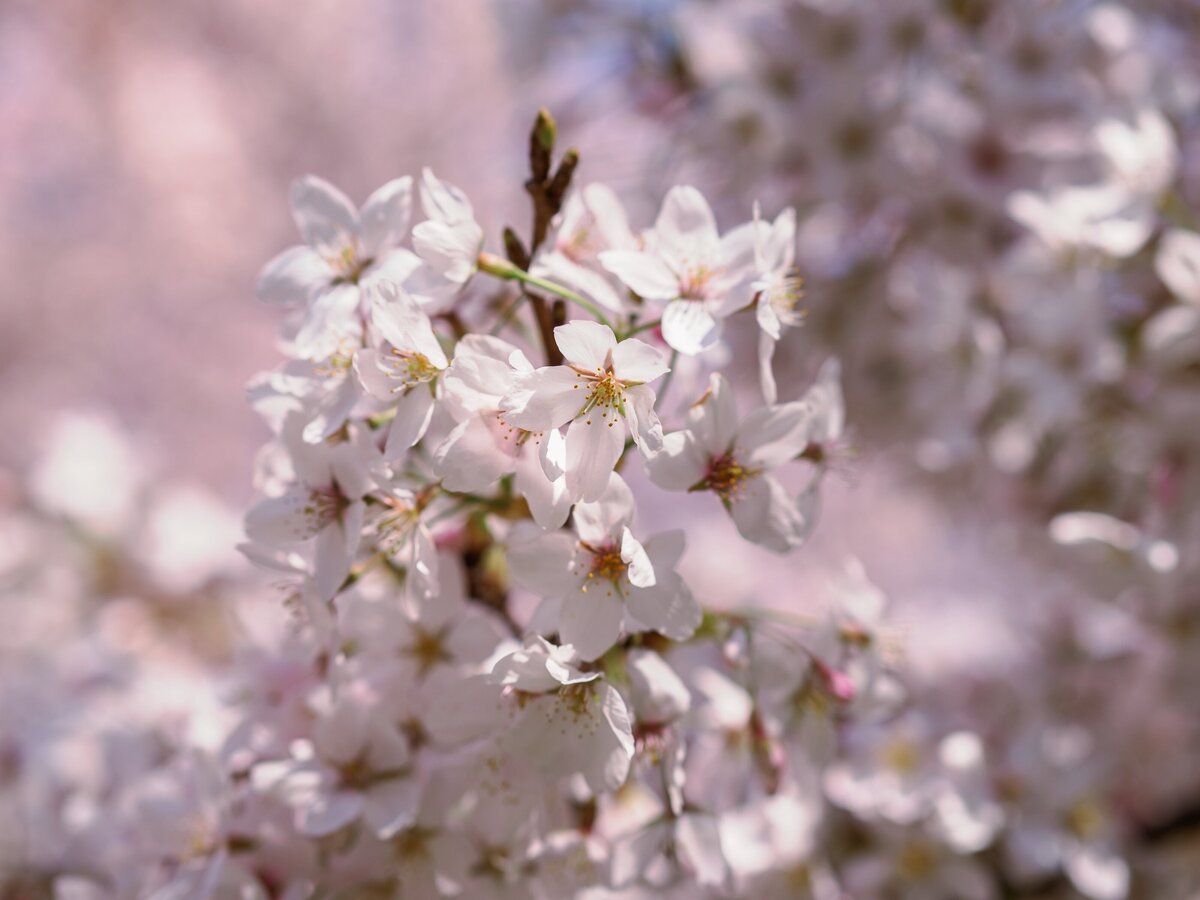 christchurch-botanic-gardens-spring-cherry-blossoms-7