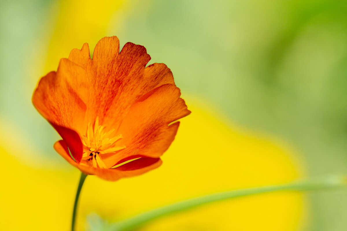 california_poppy_1351