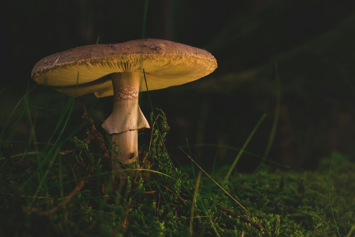 A single mushroom in a peaceful forest, representing natural growth and transformation for seniors exploring psychedelic integration coaching in North Carolina.