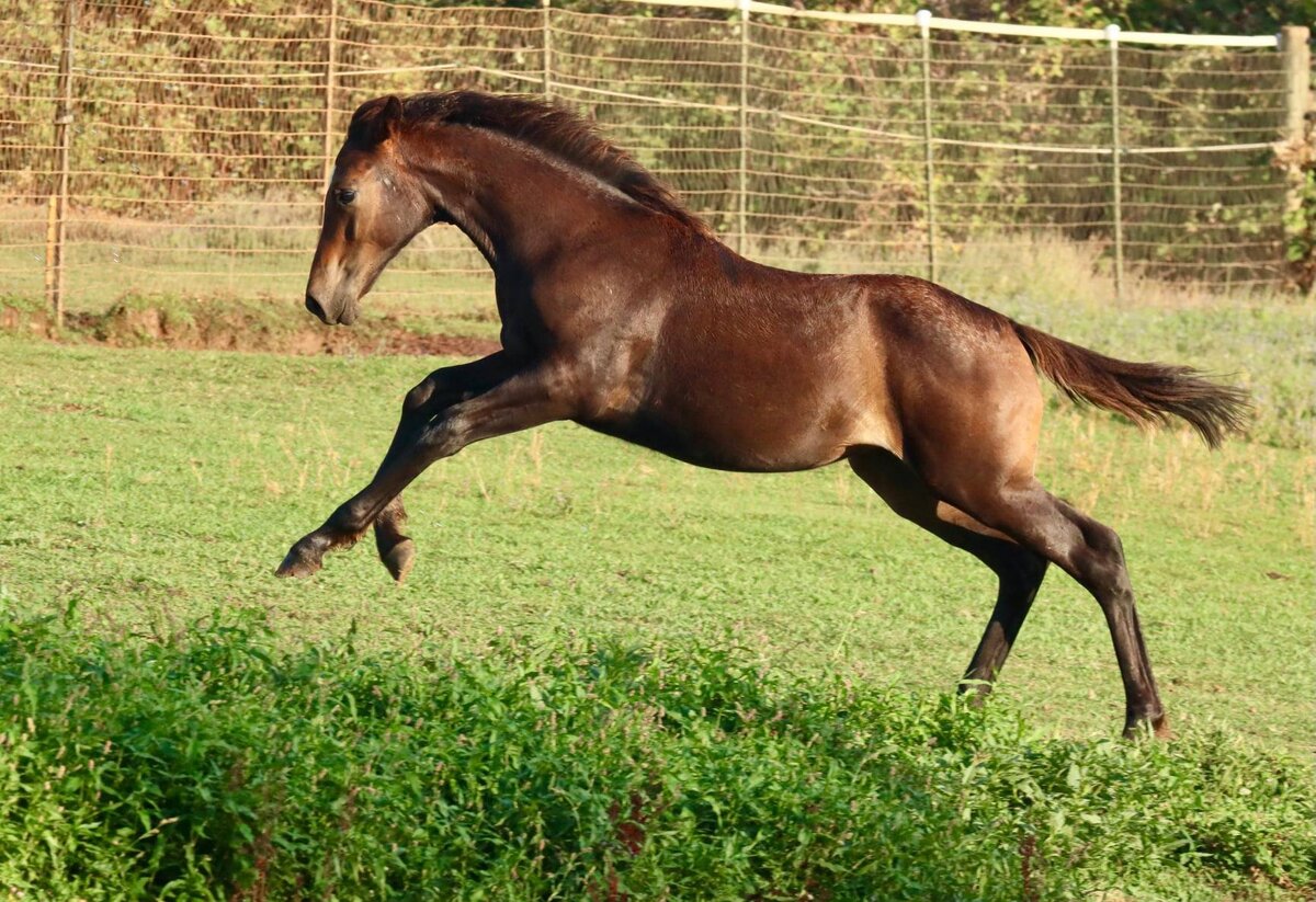 Connemara Sport Horse Filly
