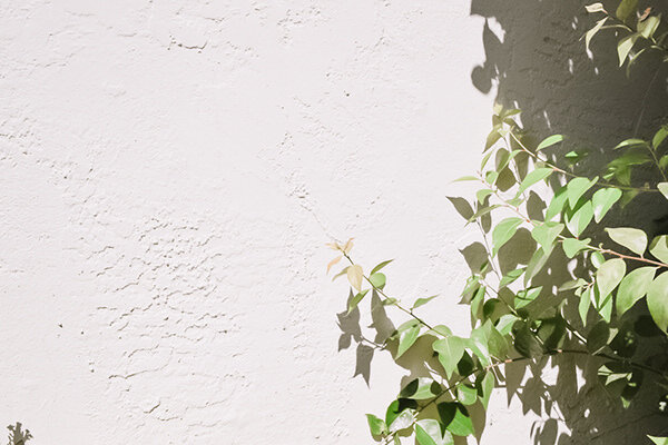 Aesthetic image conveying the nature-inspired vibe of the In The Ivy brand.