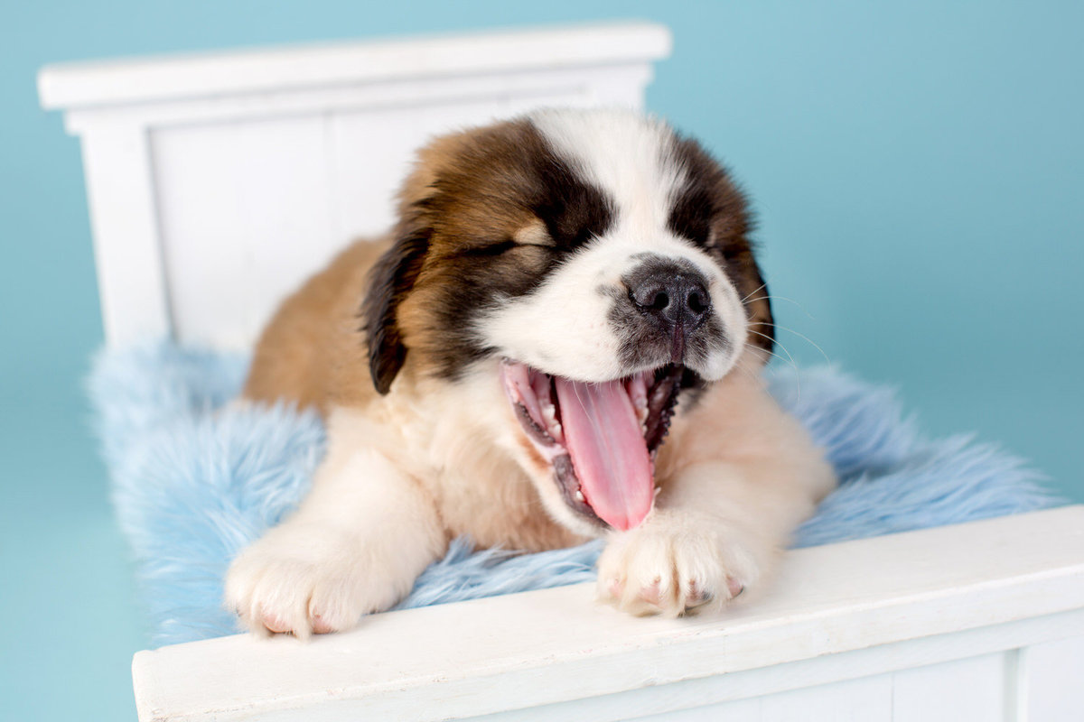 pet-photos-myrtle-beach-1500_061