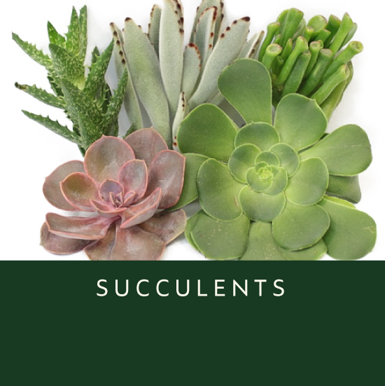 Succulents