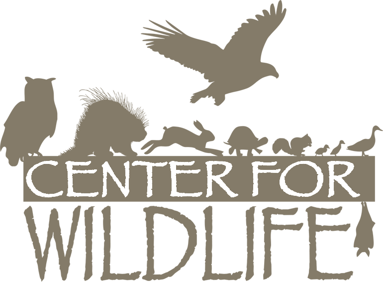 Rebekah Lowell - Maine Nature Artist Author Speaker - Press Features - Center for Wildlife