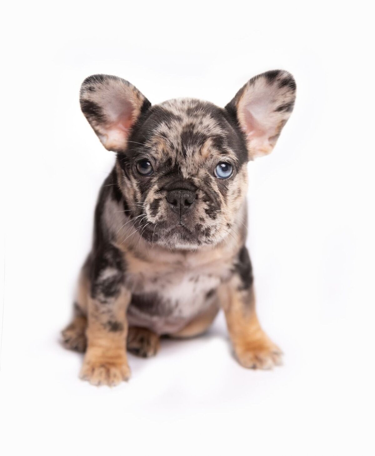 lilla-bordas-portraits-tampa-DOG-photographer1405_1
