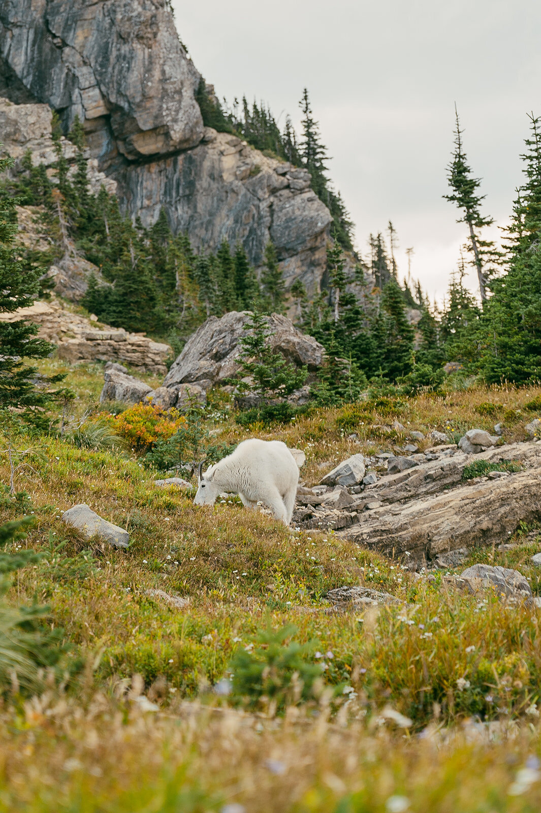 vintage-hollywood-glacier-national-park-elopement-presley-gray-photo1148