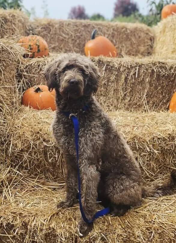 Small Country Mini Doodles Kansas City Cavapoos448311449_452968124198906_5605299179462391339_n