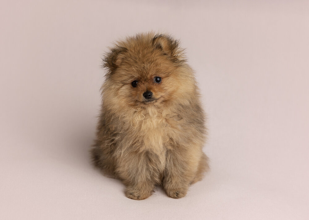 PETS_PUPPYCUTEPOMERANIANGIRL