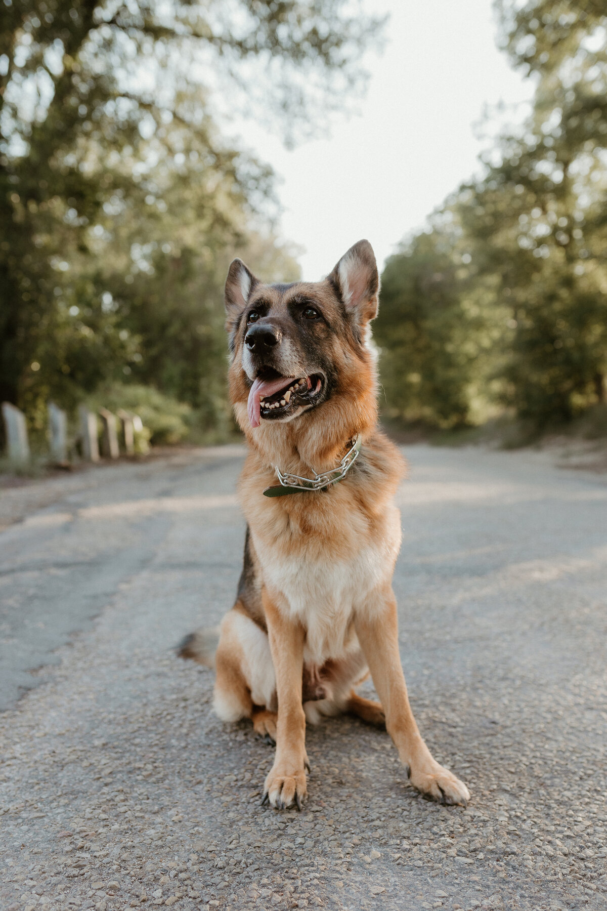 Georgetown Pet Photographer