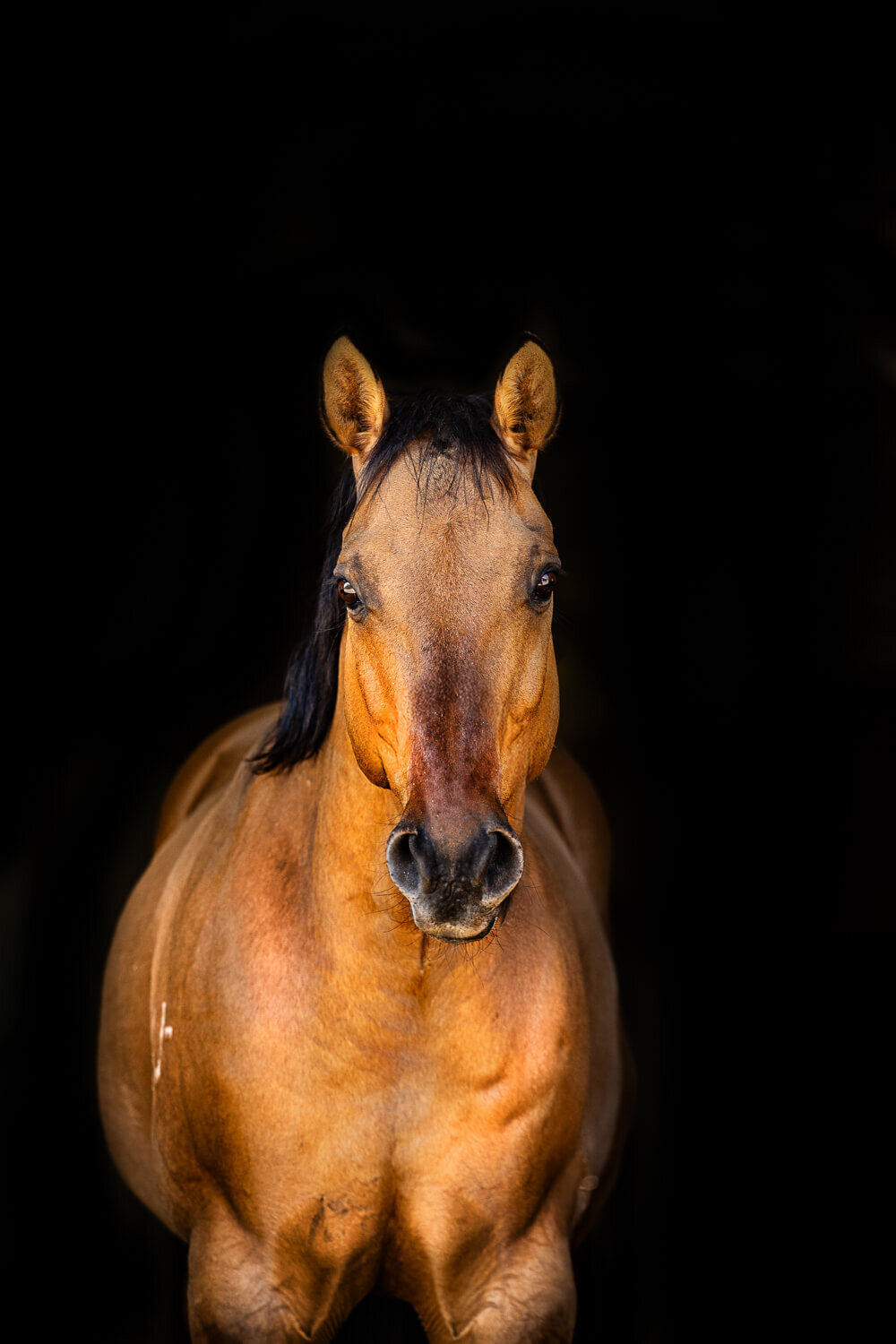 El-Paso-Texas-Black-Background-Horse-Photographer-003