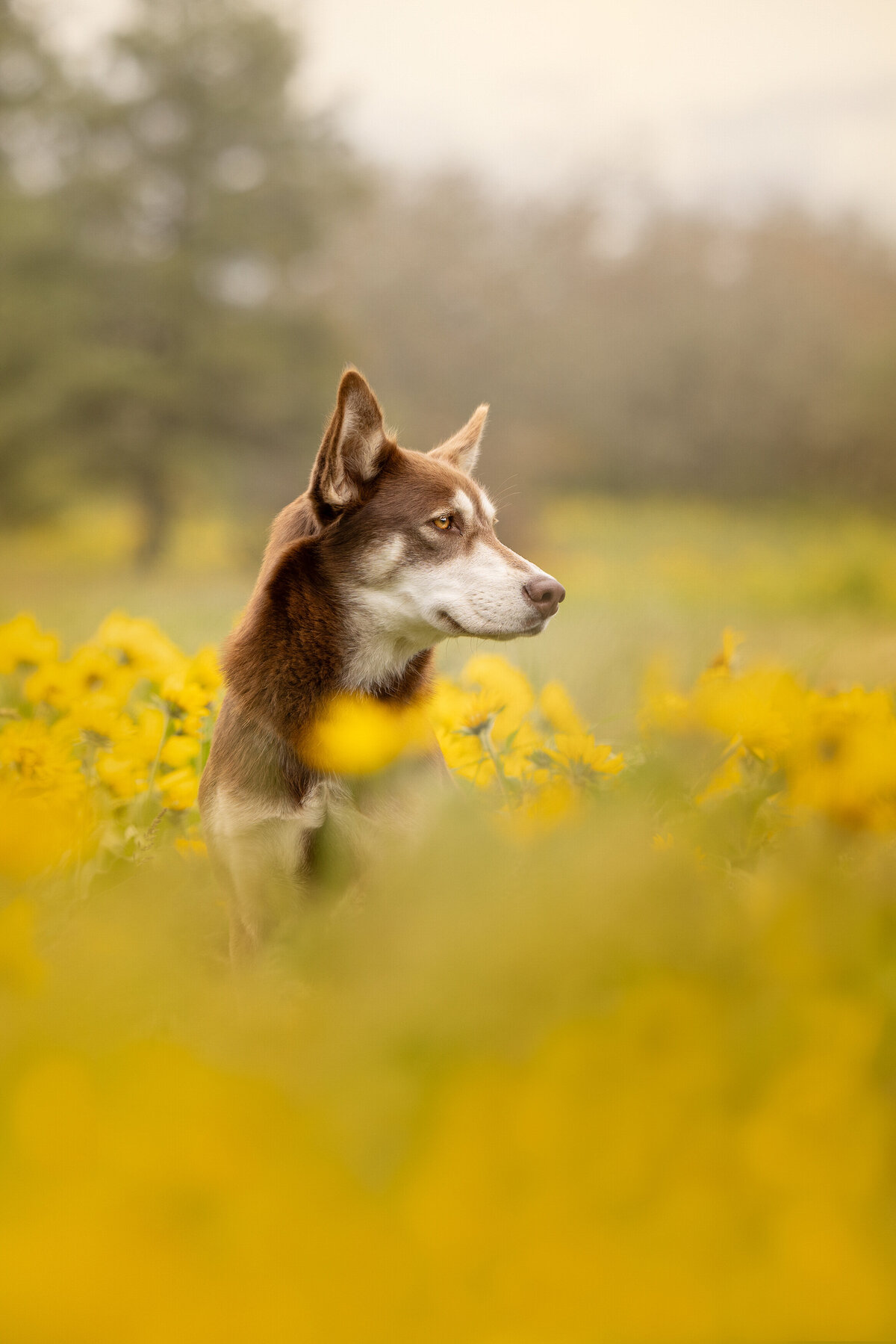 Dog is sitting in the yellow wild flower at the Rowena Crest, OR