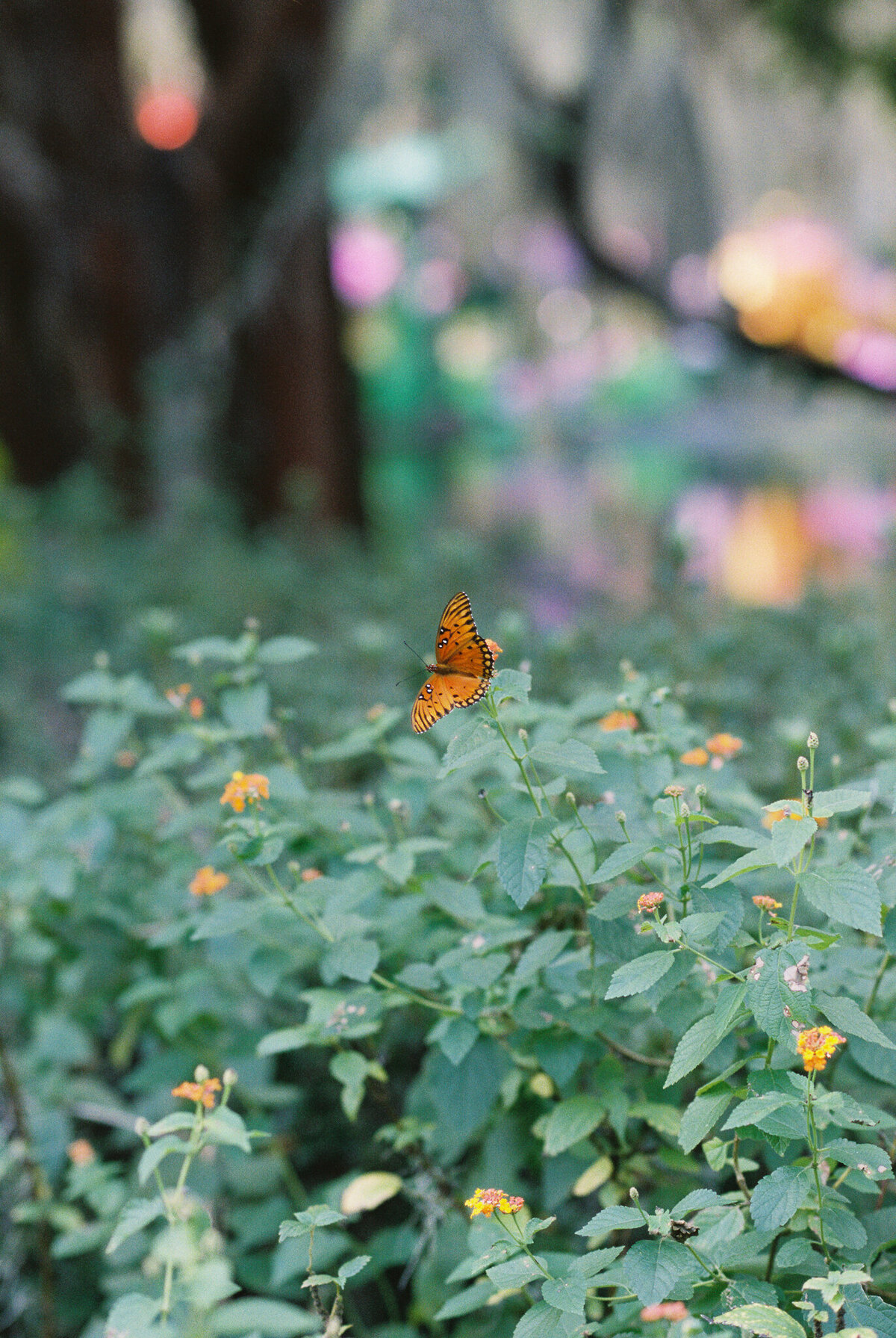 butterfly on film