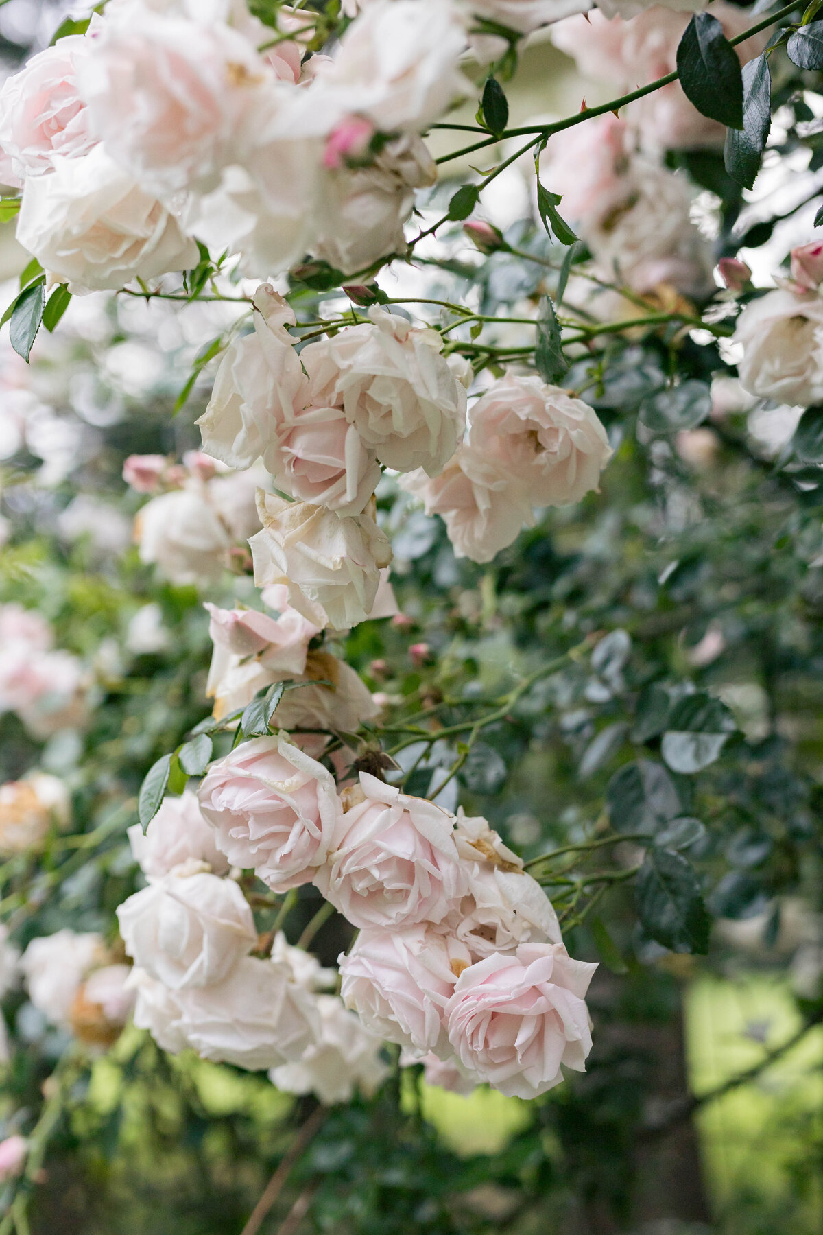 Vanessa + Chris Ceremony-168