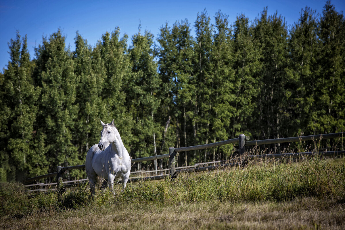 FINE ART HORSE PHOTOGRAPHY_KELLY SZOTT PHOTOGRAPHY_SERVING SOUTHERN ALBERTA_18