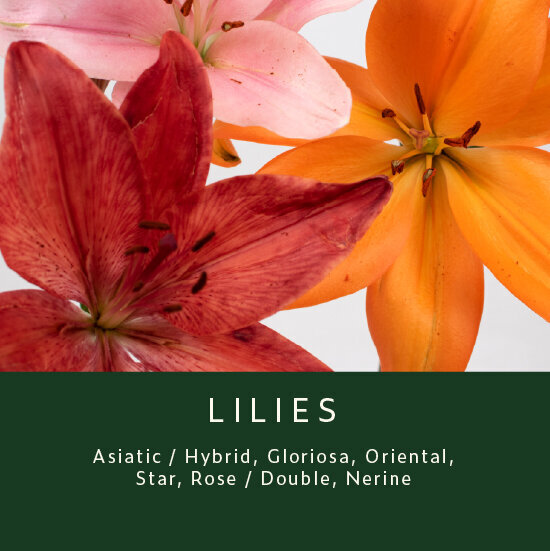 Lilies