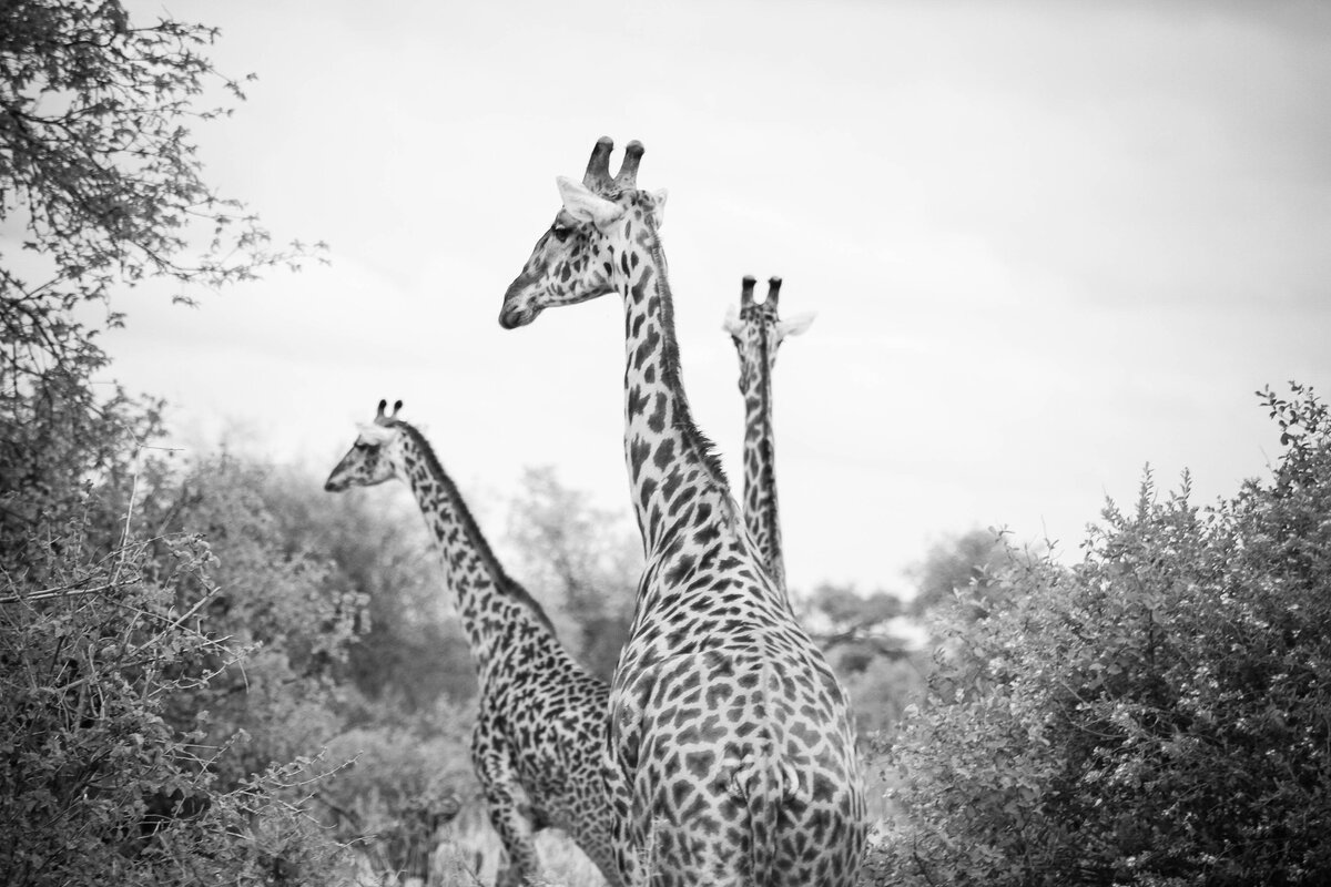 Africa2011-20111015Africa2011-20111015IMG_9606126012391239