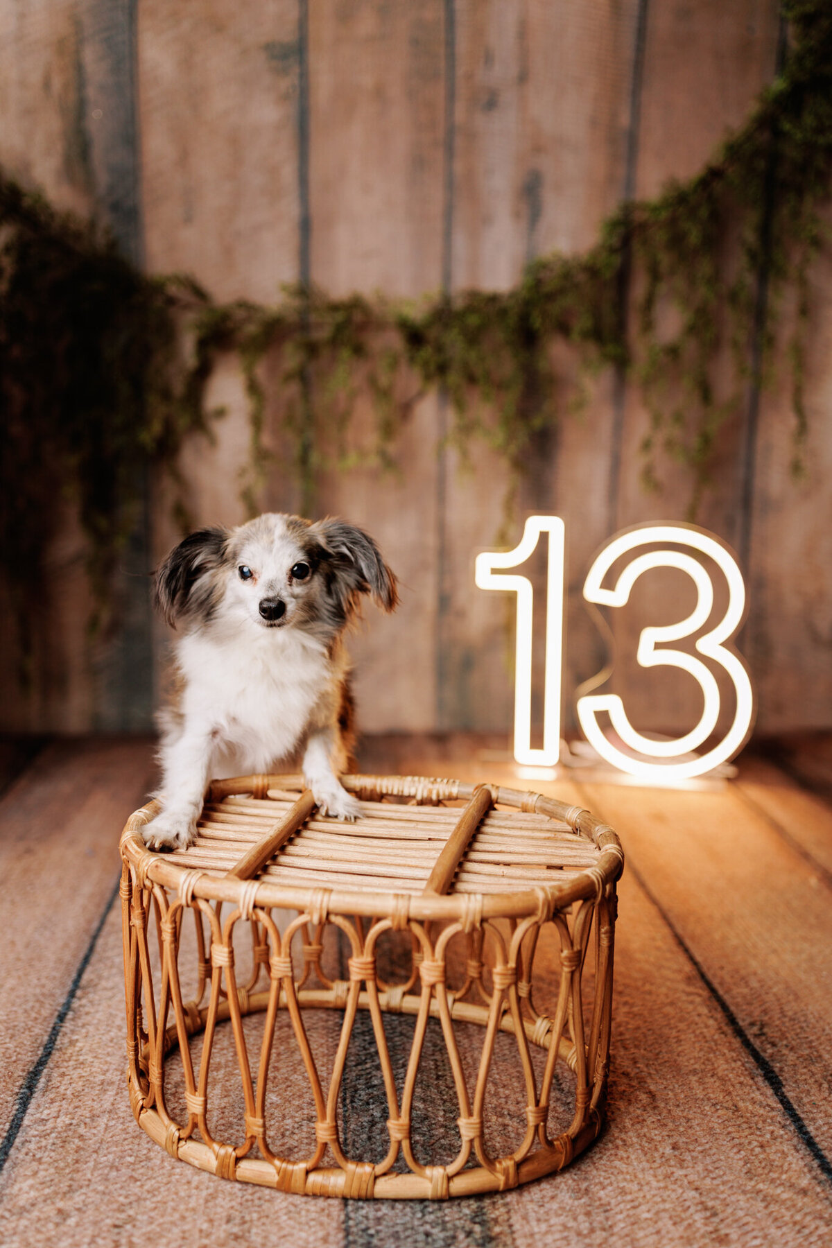 NW Arkansas pet photographer, dog photography NW Arkansas, pet photography near me