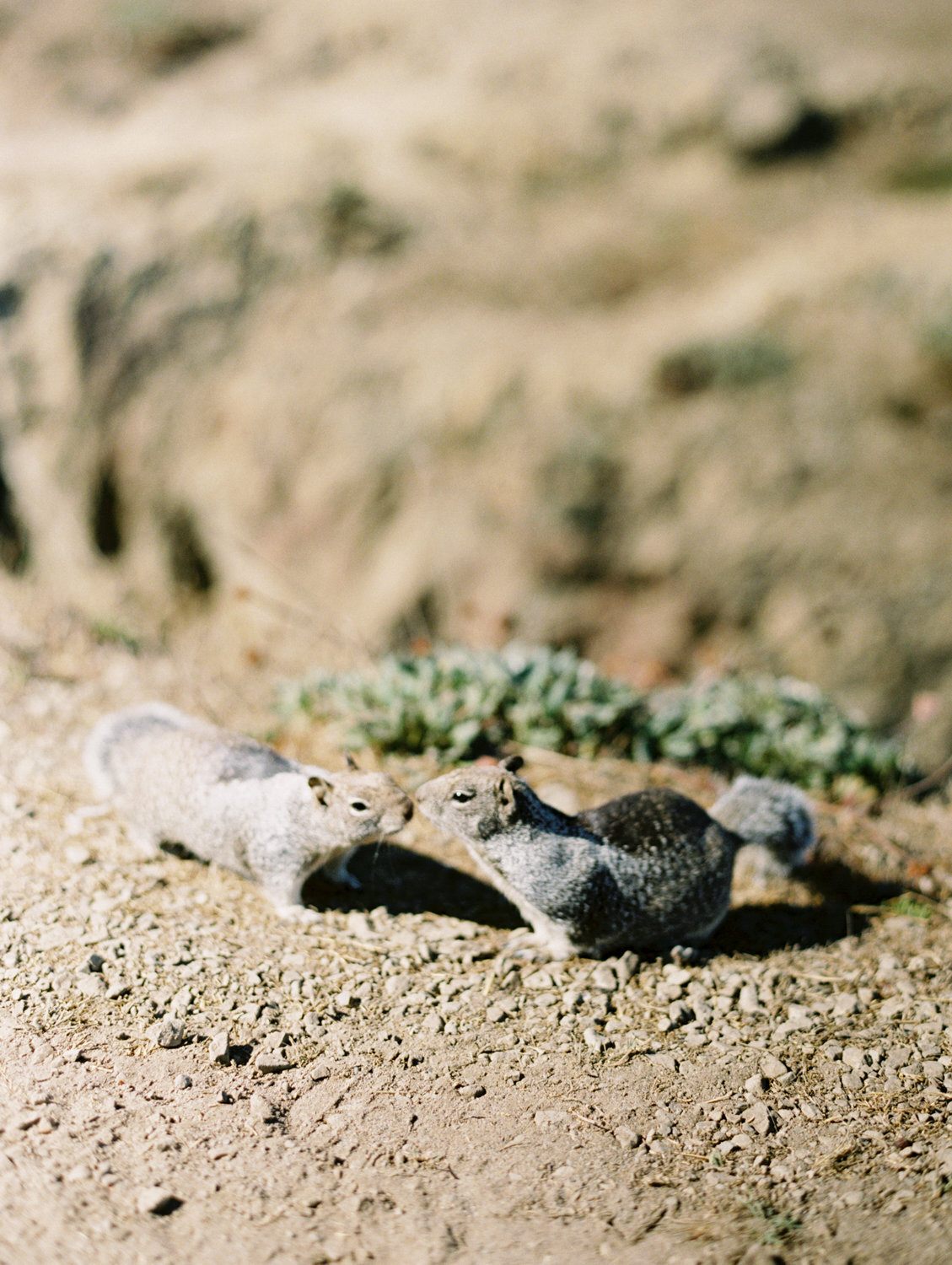 destination_california_mendocino_fine_art_wedding_photographer_bethany_erin-40