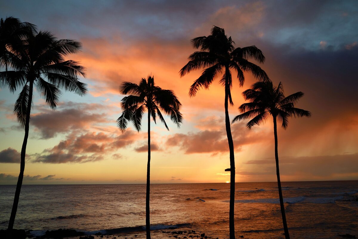 KS-Gray-Photography-Travel-Photographer-palm-trees-at-sunset