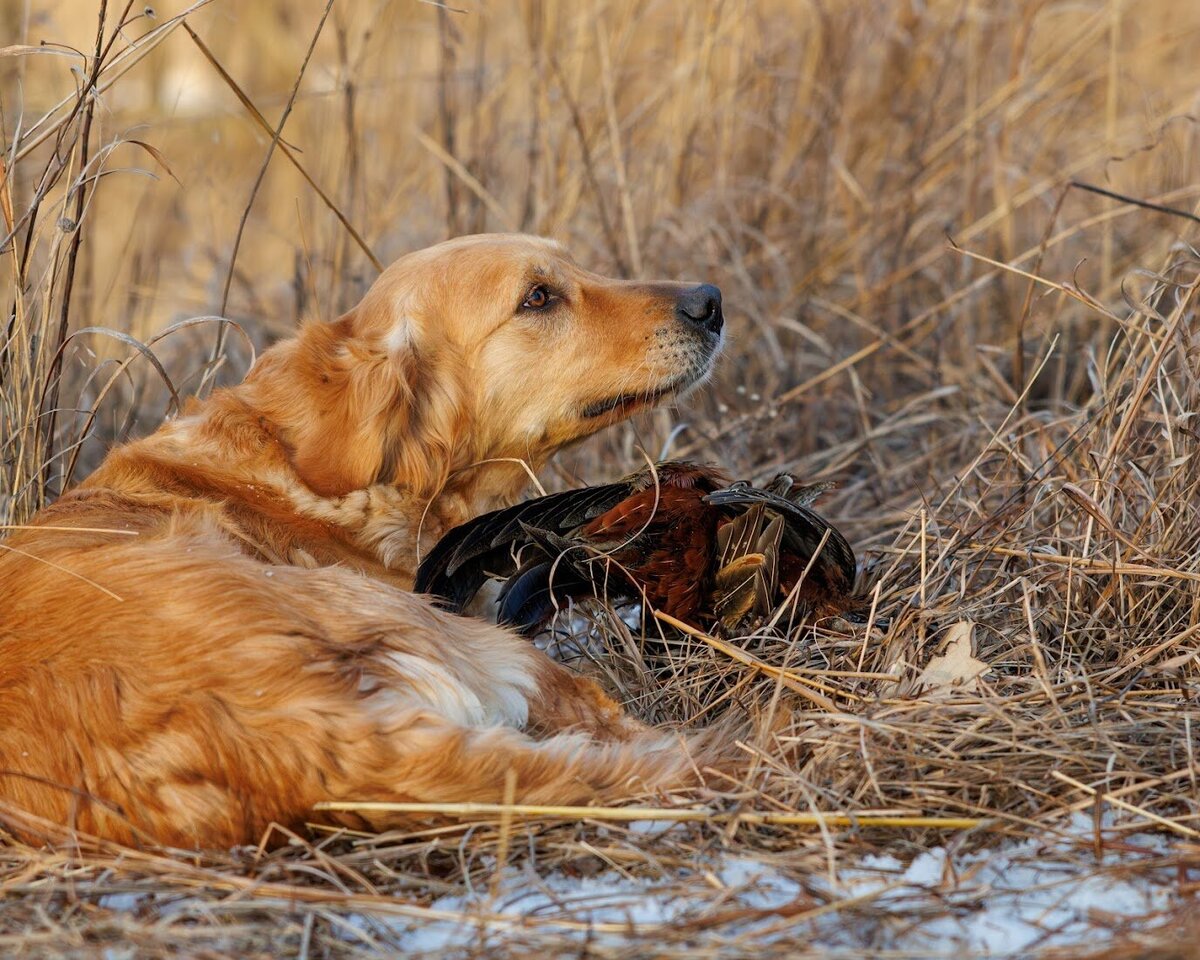 Appelgate-golden-retriever-puppies-Emmie-11