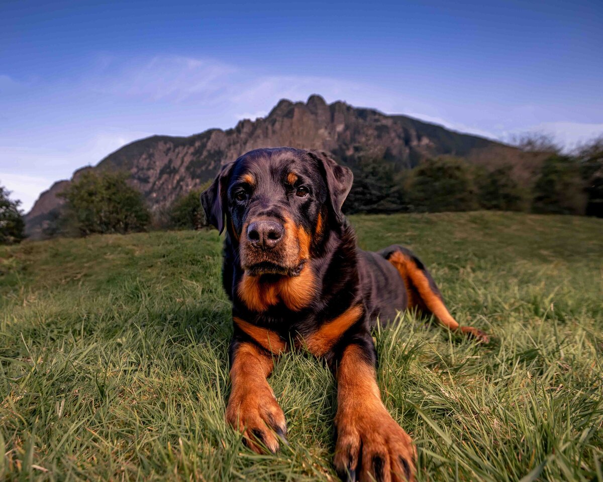 seattle-pet-photographer-45