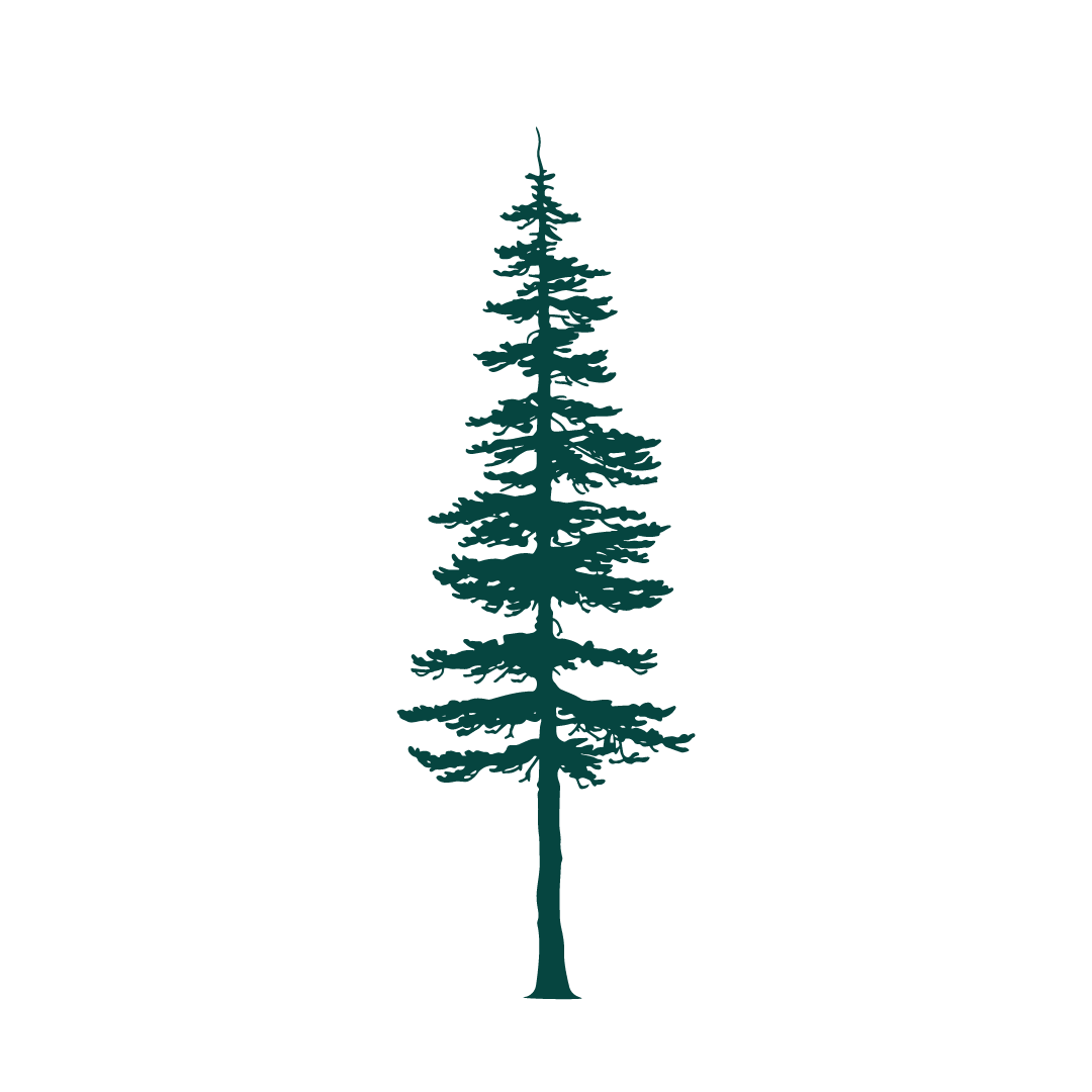 Graphic of an evergreen tree print