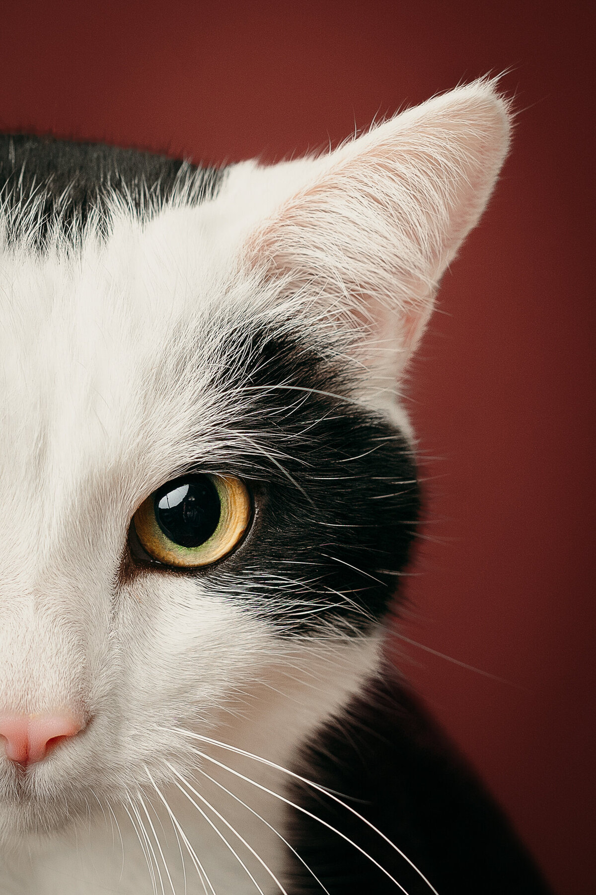 grey-bruce-owen-sound-photographer-pets-3