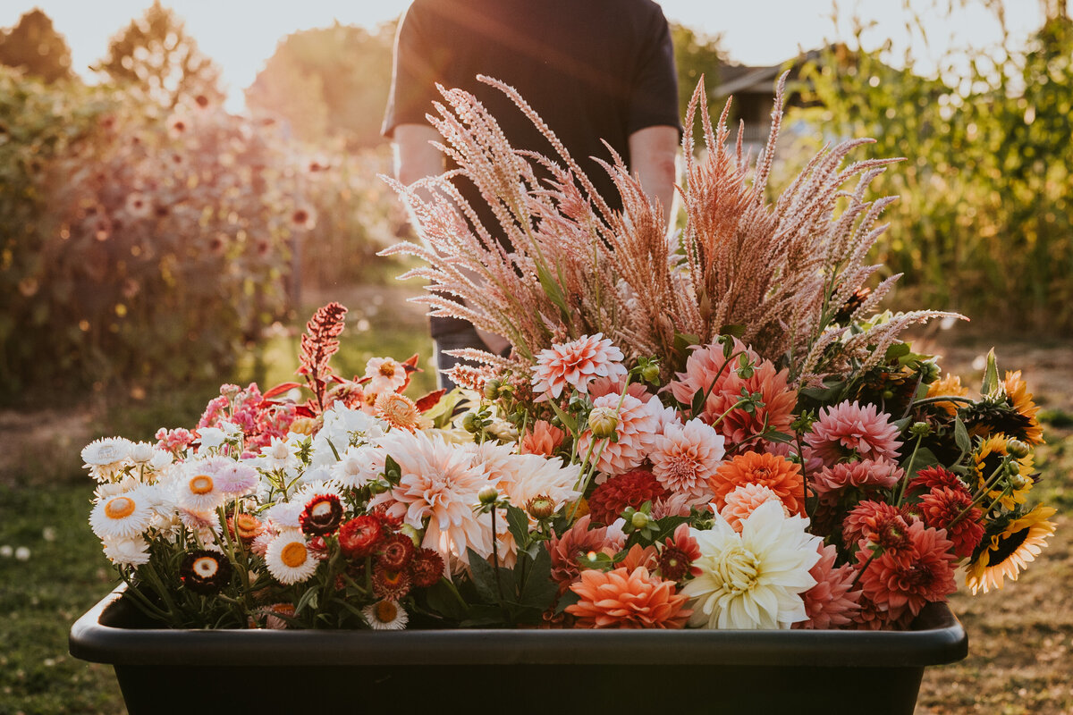 Man walks towards sunset while pulling a wagon full of fresh picked flowers.