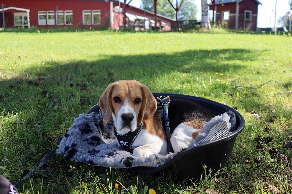 Beagle in bed