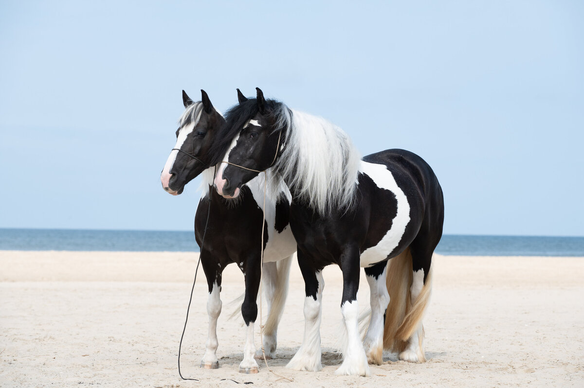 Stilstaande paarden op het strand zonder Colorful horse preset