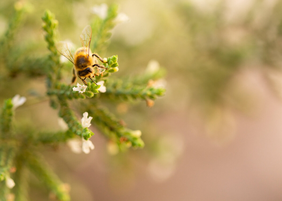 Macro photo of honey bee gathering pollen from tiny thyme flowers.