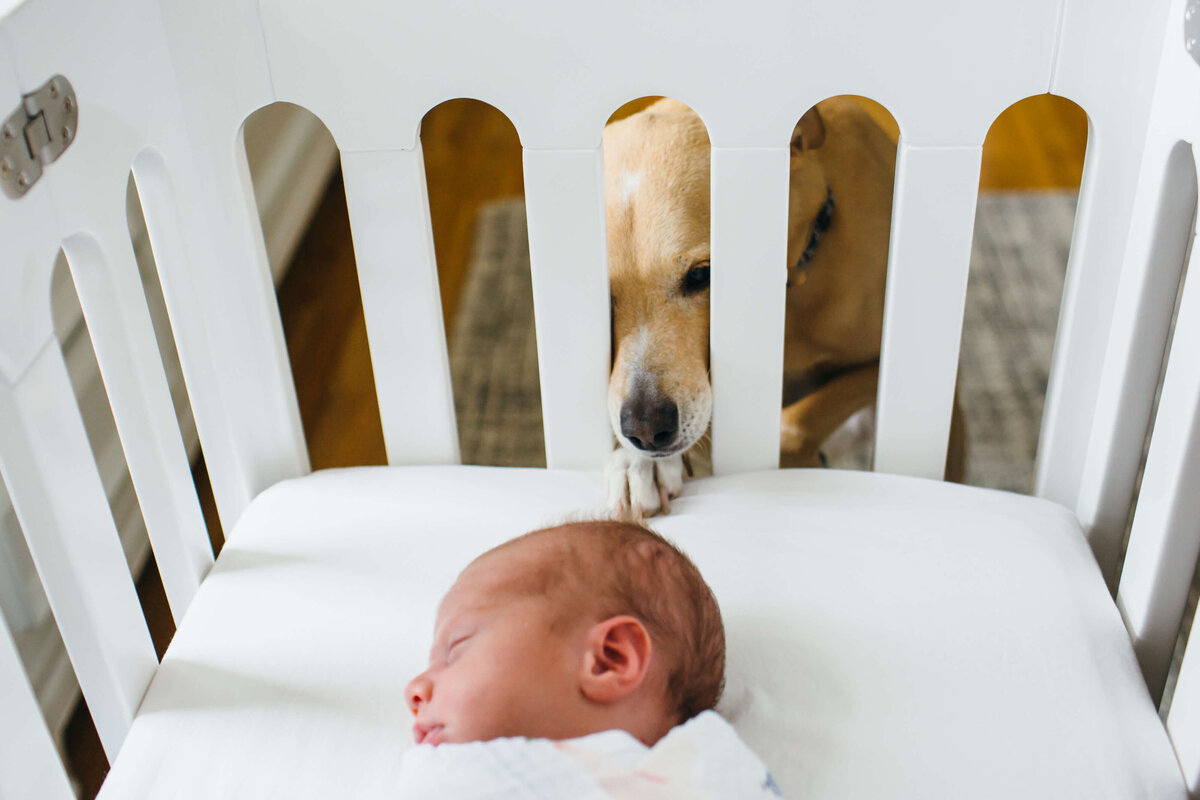 Boston Newborn  Lifestyle Photographer dog looking into crib-1