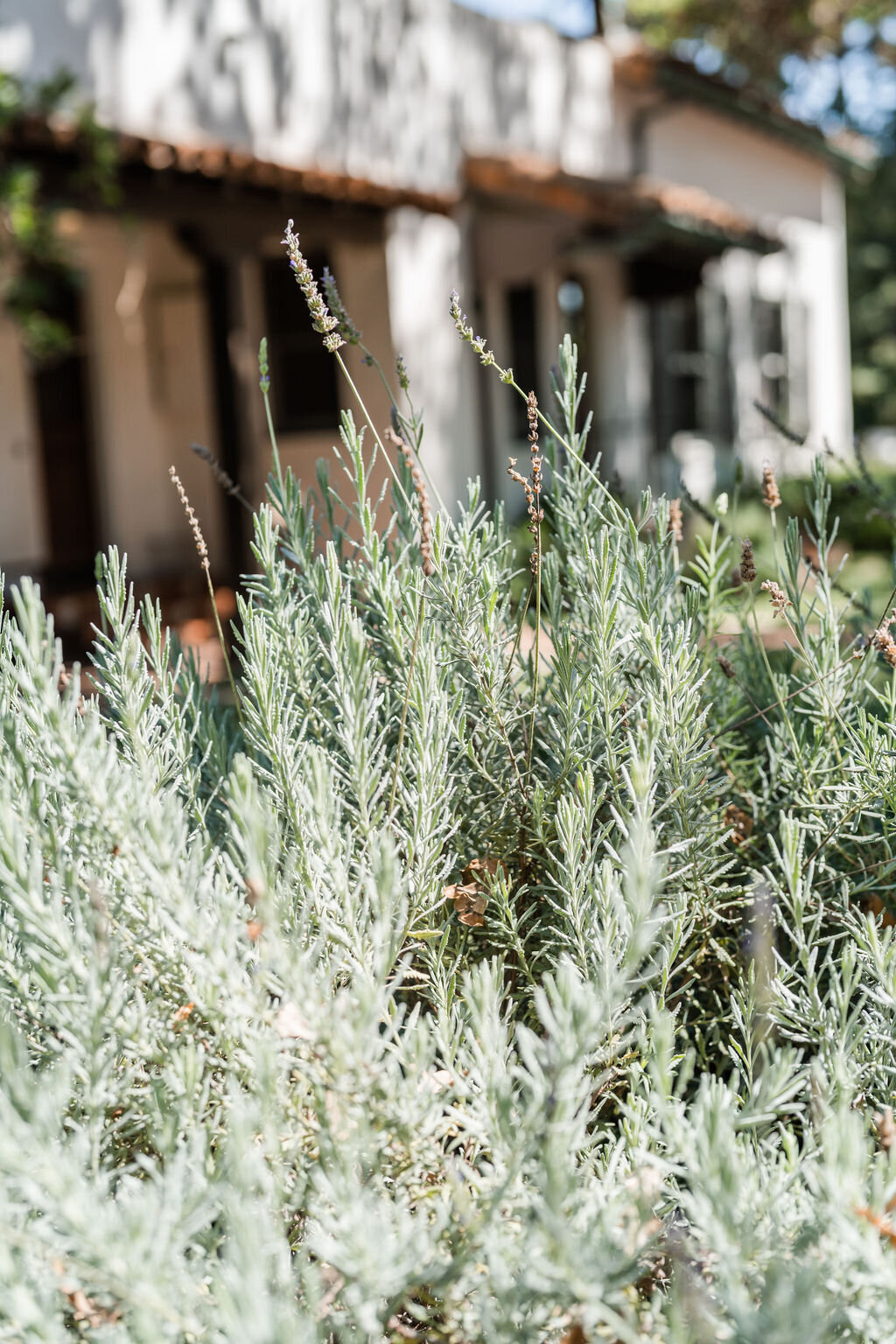 StephanieLynnCo-QuailRanch-Taylor+Rob-62
