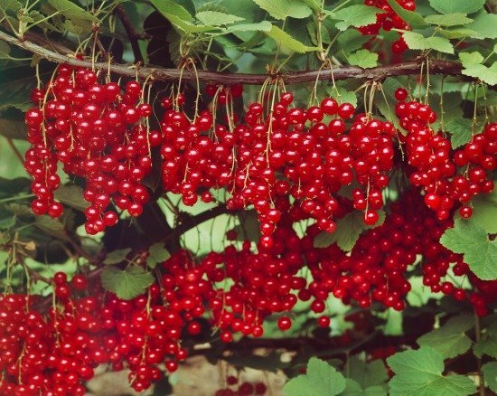 Ribes-rubrum-var-domesticum