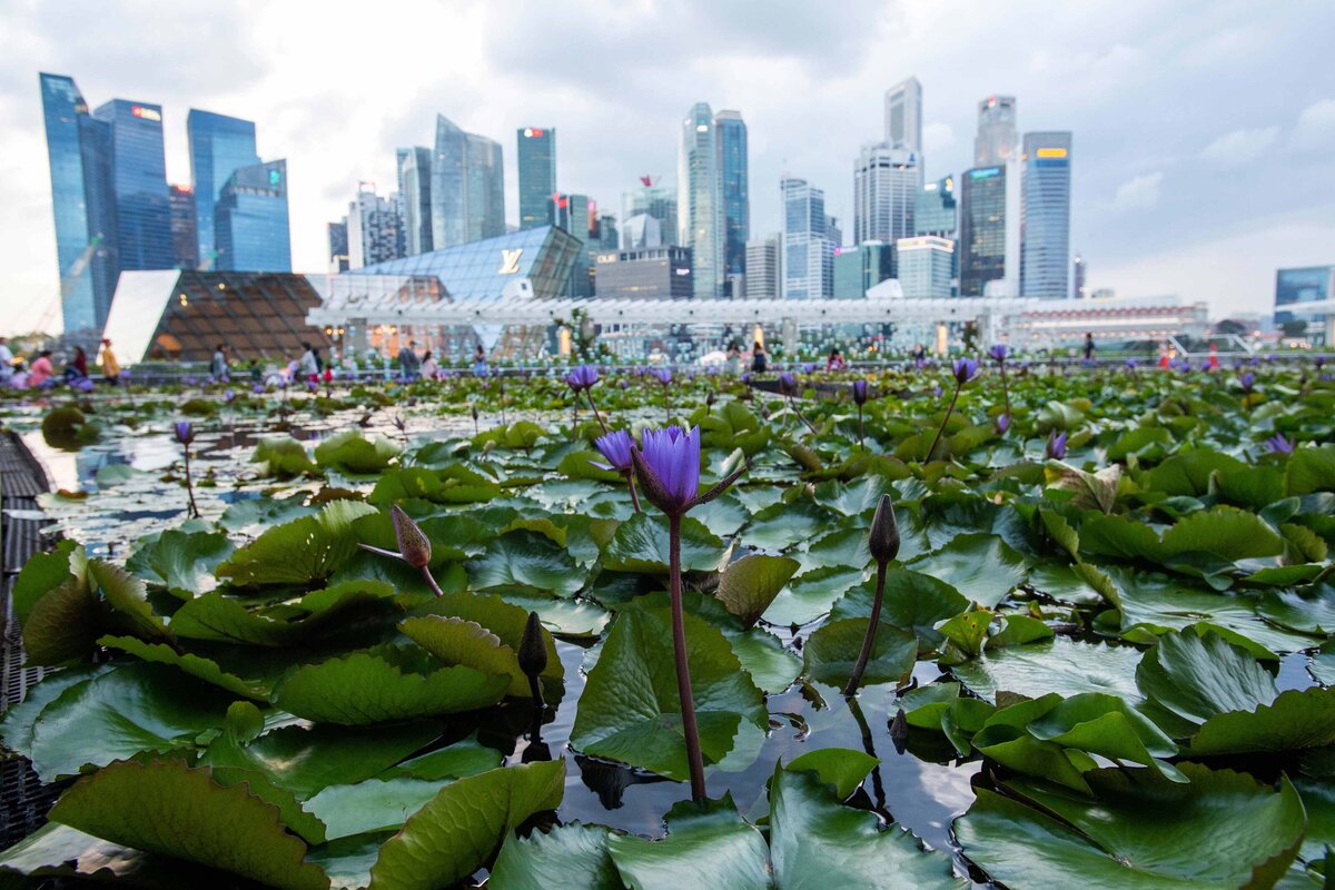 Lilly Pond at ArtScience Museum in Signapore with skyline in distance.