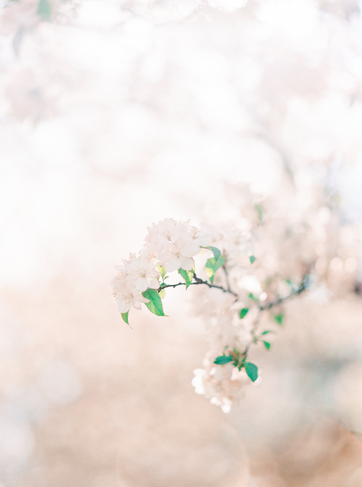 spring_2020_flowers-45