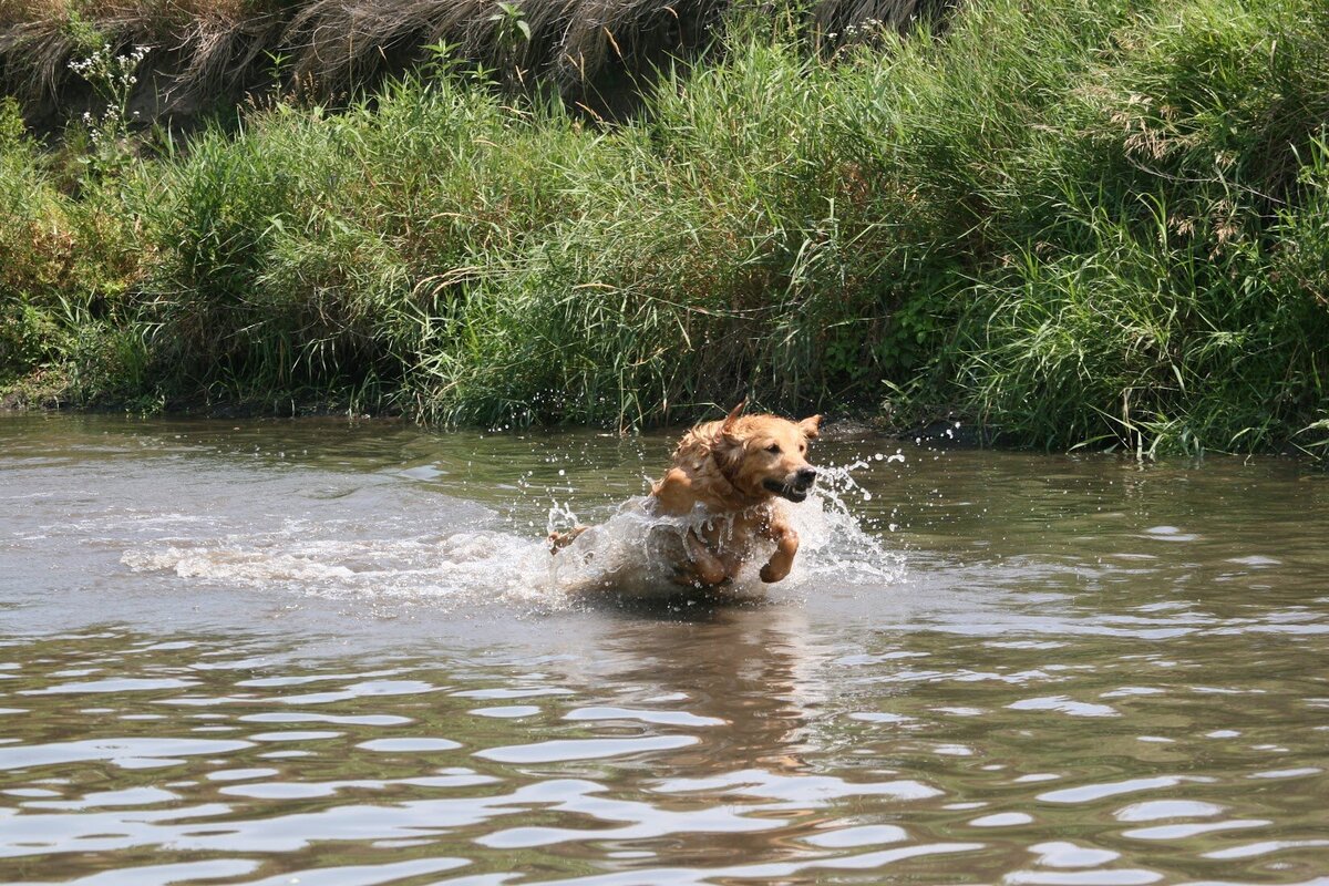 Appelgate-golden-retriever-puppies-Mae-4