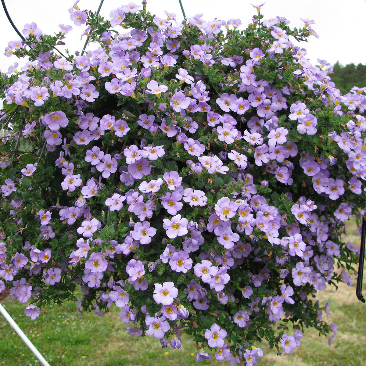 Bacopa_Gulliver-Blue-Sensation