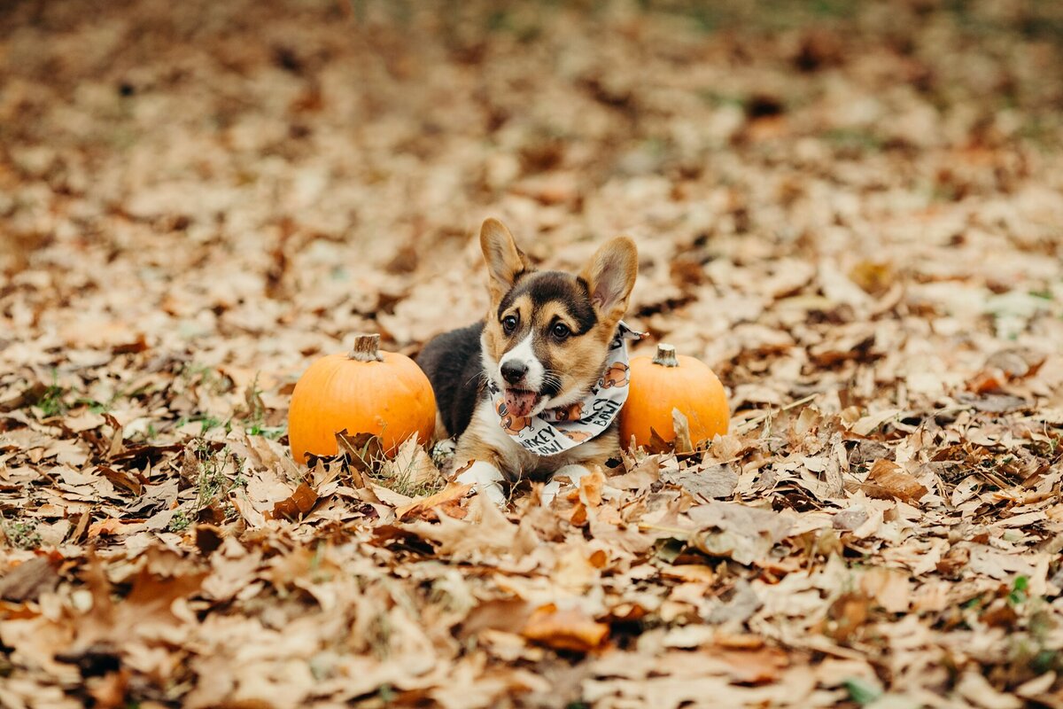 old-city-philadelphia-pet-photographer-013