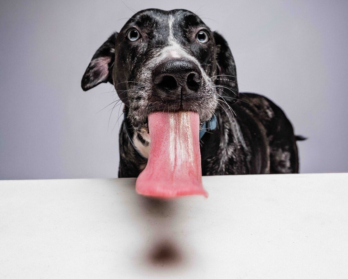 issaquah-dog-photogrpaher-2