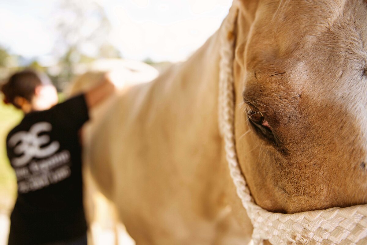 animal care photographer near vero beach florida